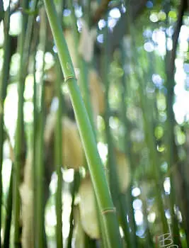 Bamboo and Poppies